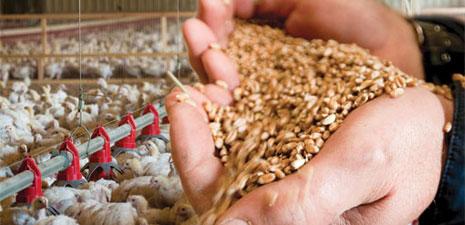 feed pellet machine,feed pellet production line,pellet mill for sale